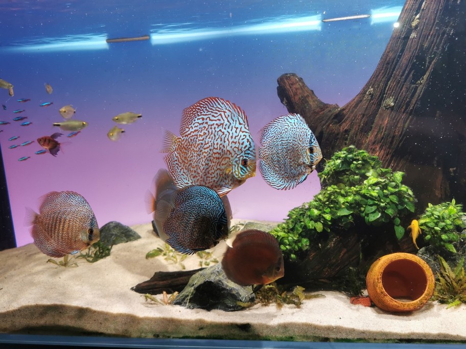 七彩神仙魚留檔 七彩神仙魚留檔 龍魚論壇 第2張