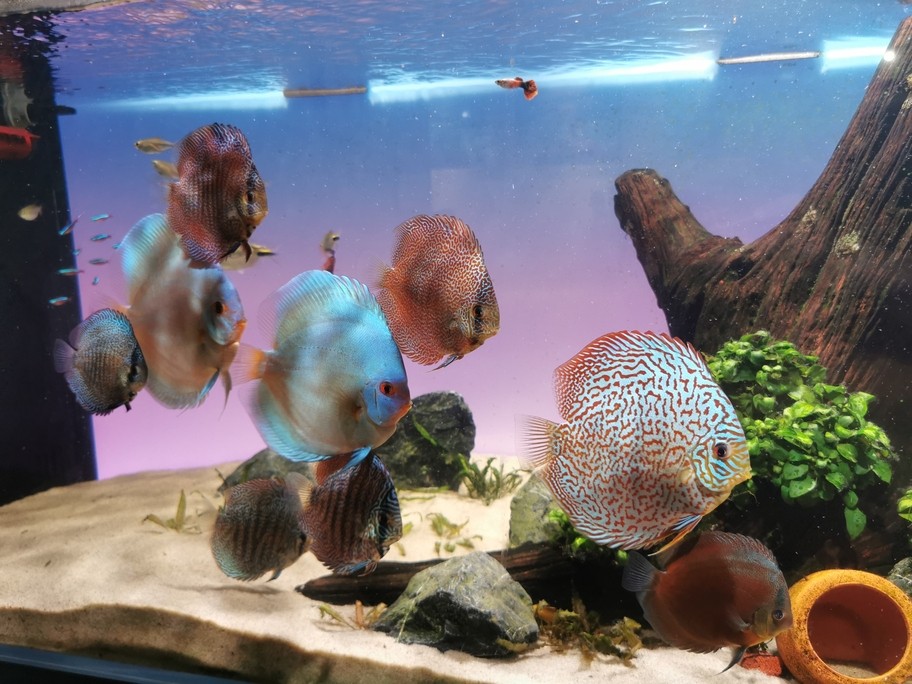 七彩神仙魚留檔 七彩神仙魚留檔 龍魚論壇 第3張