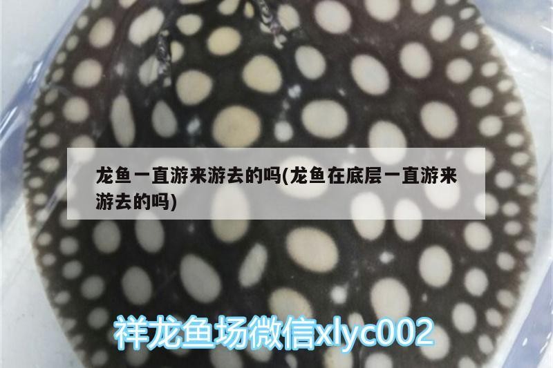 廣州市大北肉菜市場(chǎng)桂花綜合店（廣州市大北肉菜市場(chǎng)桂花綜合店電話）
