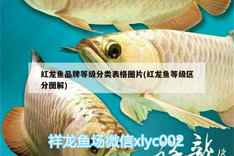 廣州市大北肉菜市場(chǎng)桂花綜合店（廣州市大北肉菜市場(chǎng)桂花綜合店電話）