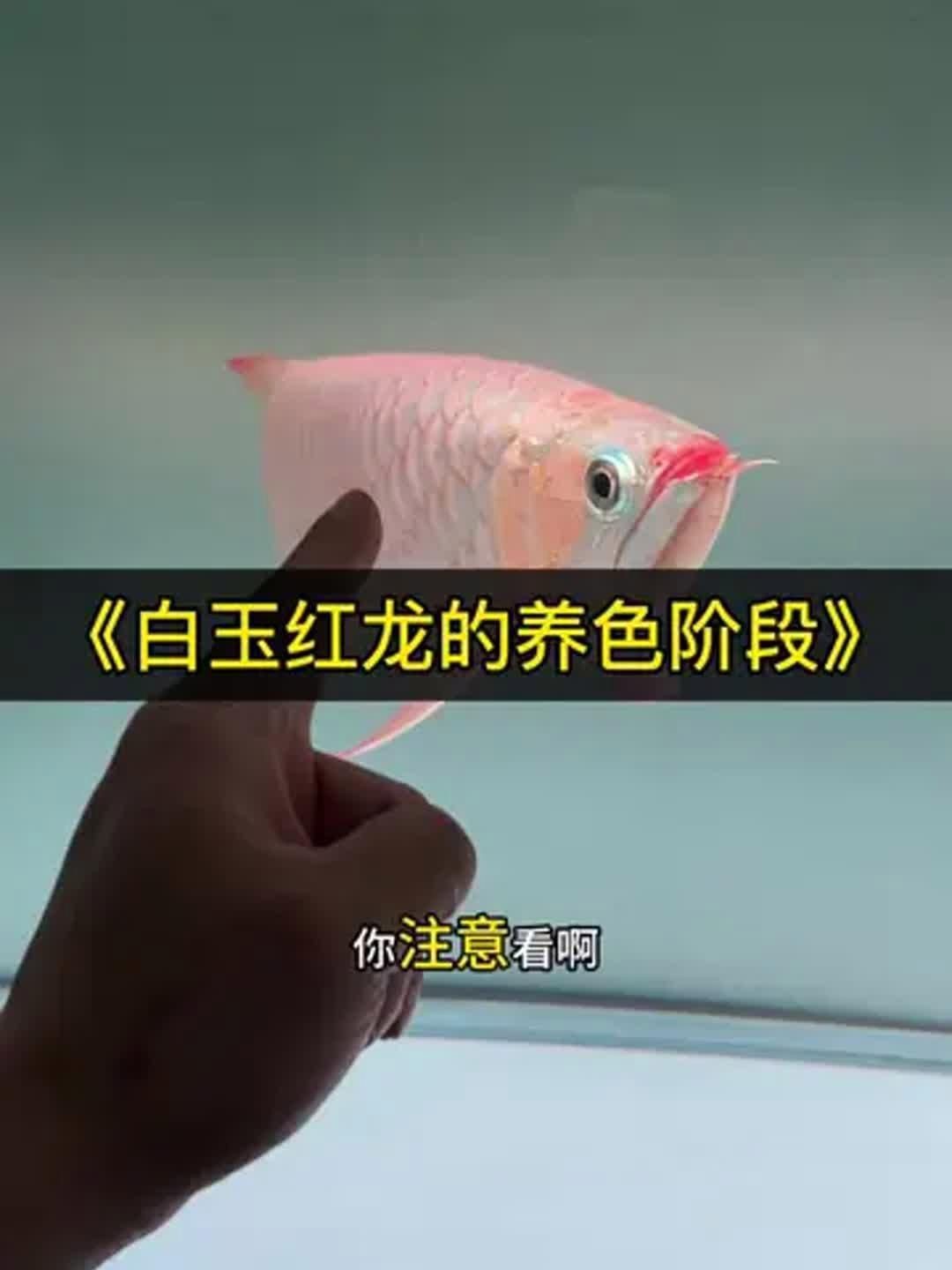 紅龍魚叫<strong><mark>白玉</mark></strong>是什么檔次