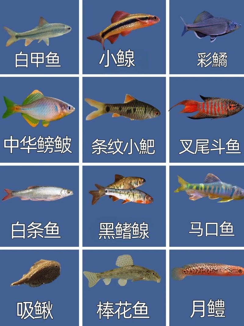 中國觀賞魚2005