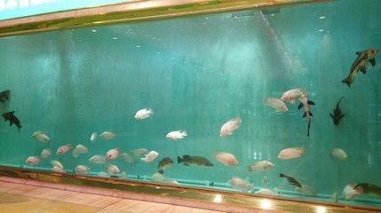 海安市生態(tài)魚缸銷售：海安市庭院生態(tài)魚缸清潔技巧魚缸清潔技巧