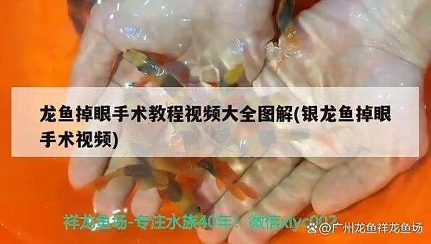 龍魚割雙眼皮圖片