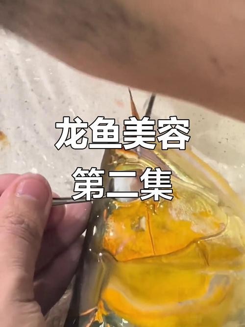 龍魚割雙眼皮圖片