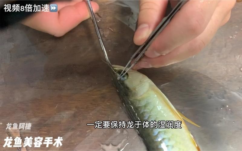 龍魚割雙眼皮圖片