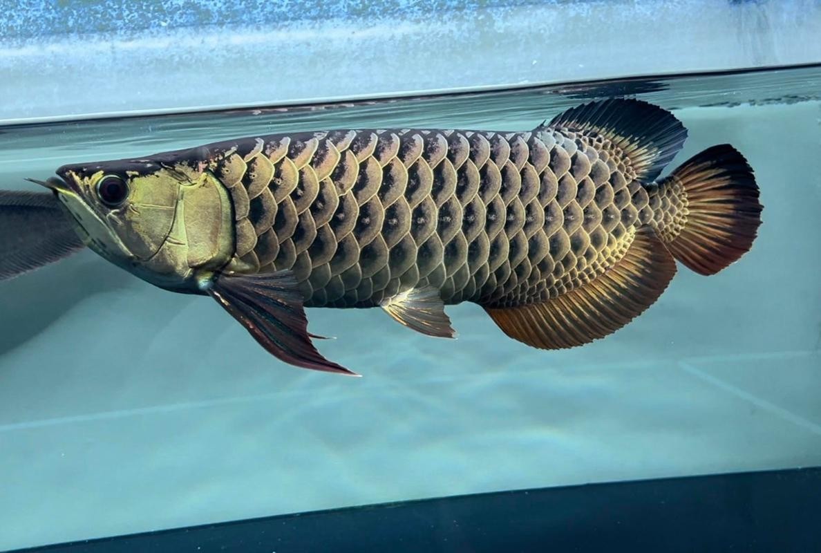 龍魚割雙眼皮圖片