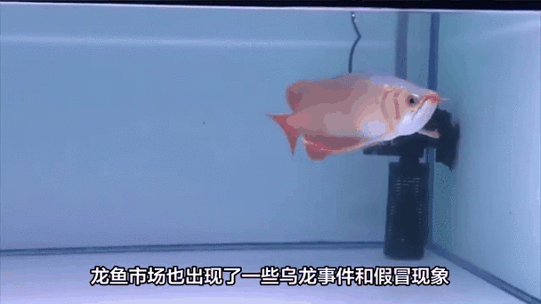 龍魚割雙眼皮圖片