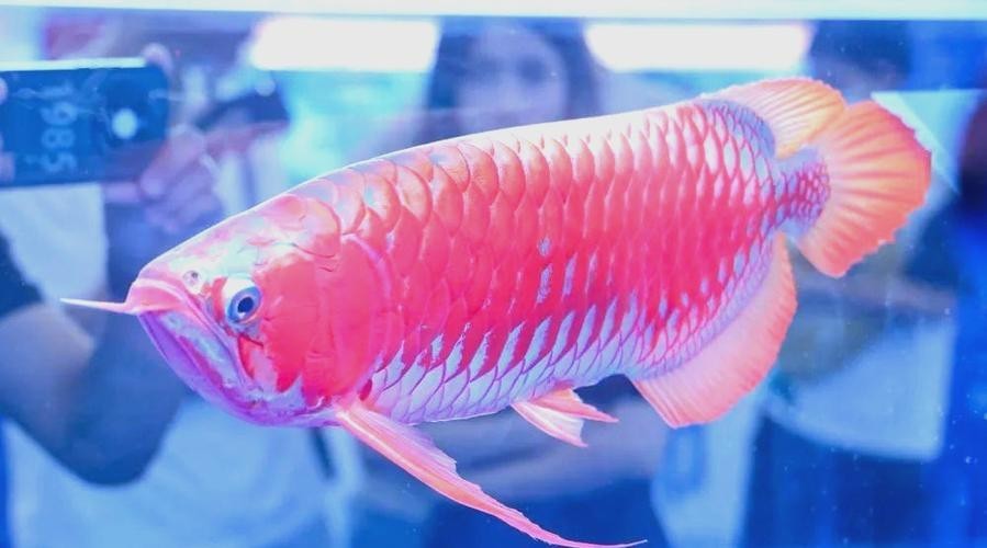 龍魚割雙眼皮圖片