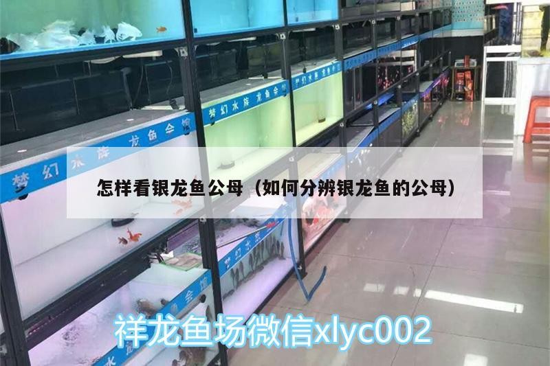 怎樣看銀龍魚(yú)公母（如何分辨銀龍魚(yú)的公母）