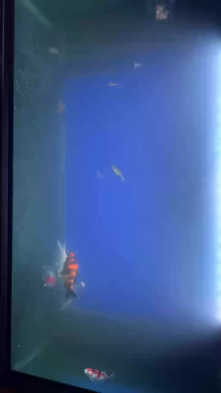 土炮成長記