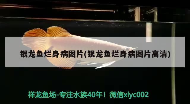 銀龍魚爛身病圖片(銀龍魚爛身病圖片高清)