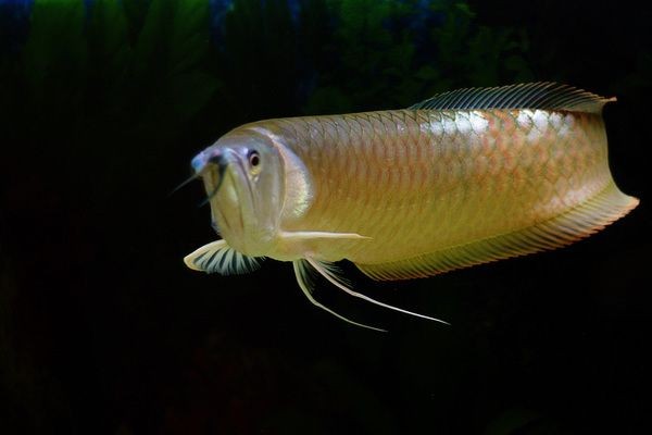 龍魚喂活食長得快嗎：龍魚喂活食是否長得快