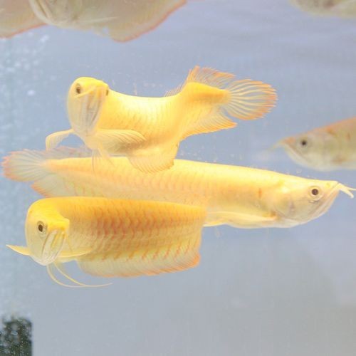 黃化銀龍魚怎么養出狀態圖片