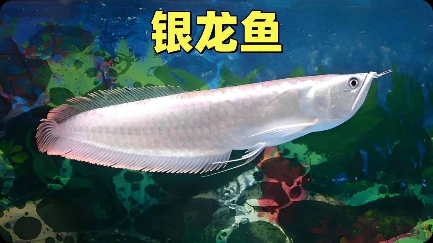 黃化銀龍魚怎么養出狀態圖片