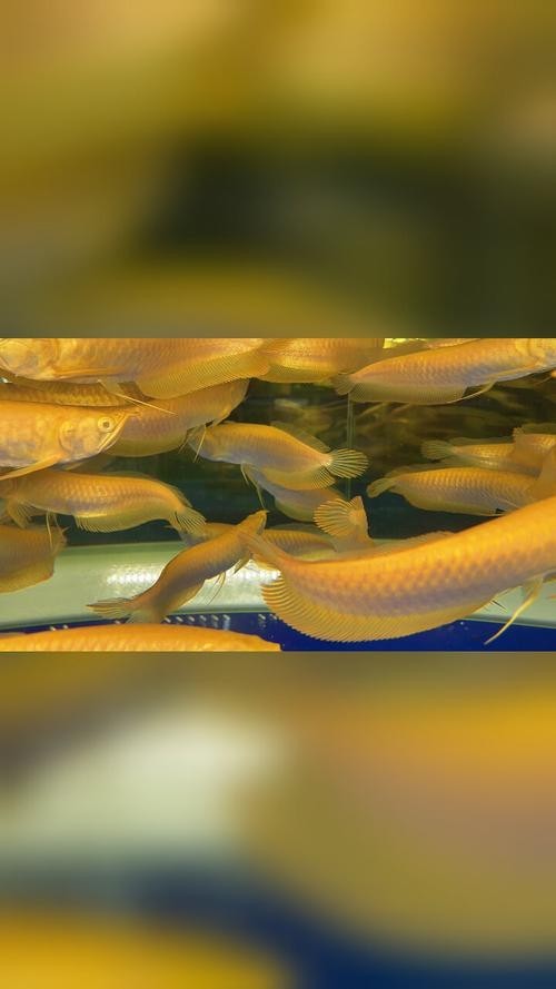 黃化銀龍魚怎么養出狀態圖片