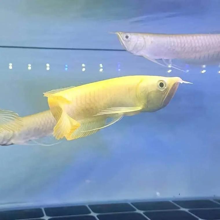 黃化銀龍魚怎么養出狀態圖片
