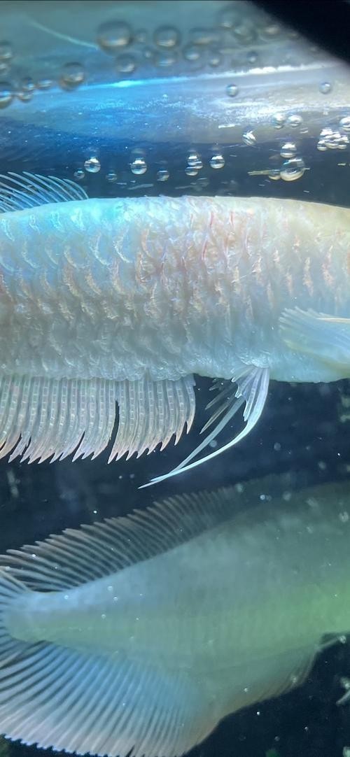 黃化銀龍魚怎么養出狀態圖片