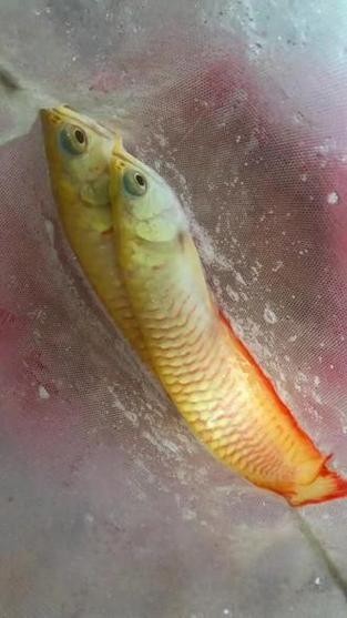 黃化銀龍魚怎么養出狀態圖片