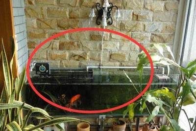 比較好的魚缸清潔魚有哪些（比較好的魚缸清潔魚）