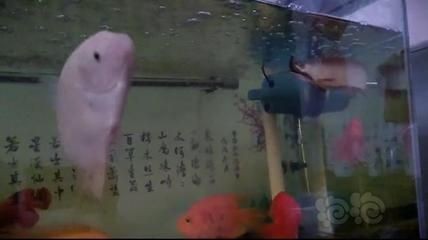 龍魚(yú)平時(shí)喂養(yǎng)什么：如何判斷龍魚(yú)是否健康