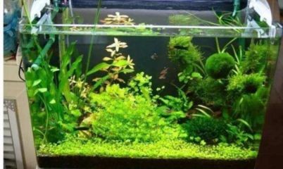 淡水魚缸長青苔的幾種方法：淡水魚缸長青苔怎么辦