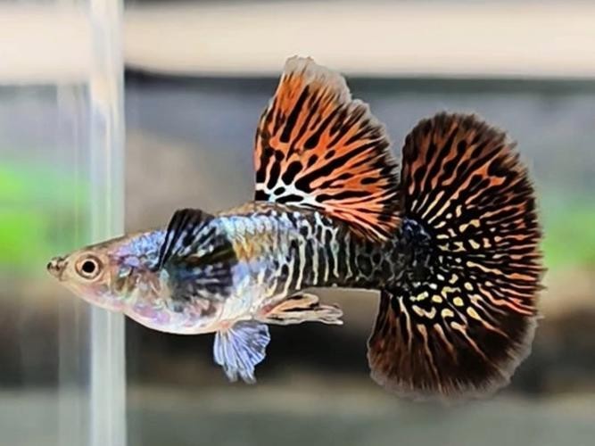 孔雀魚大賽獲獎圖片