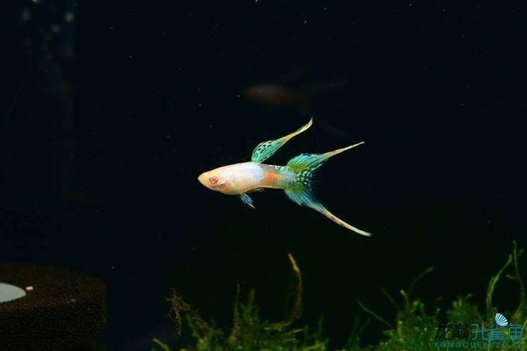 孔雀魚大賽獲獎圖片