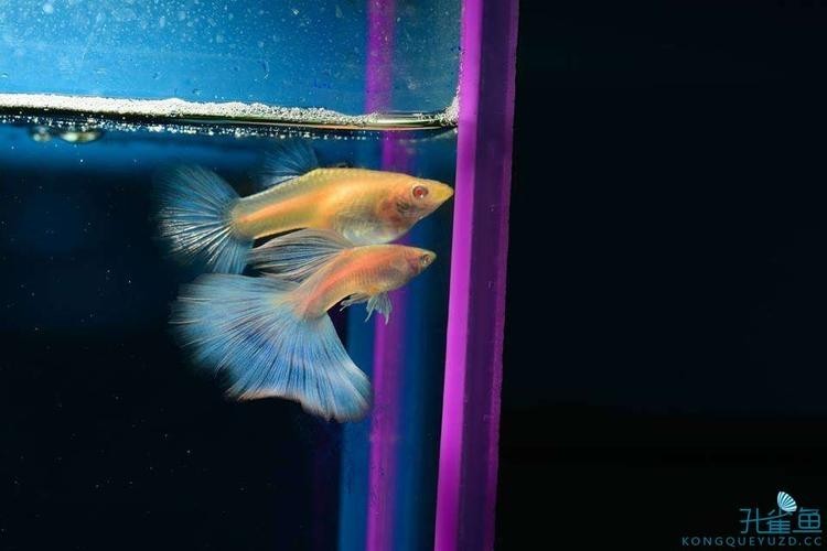 孔雀魚大賽獲獎圖片