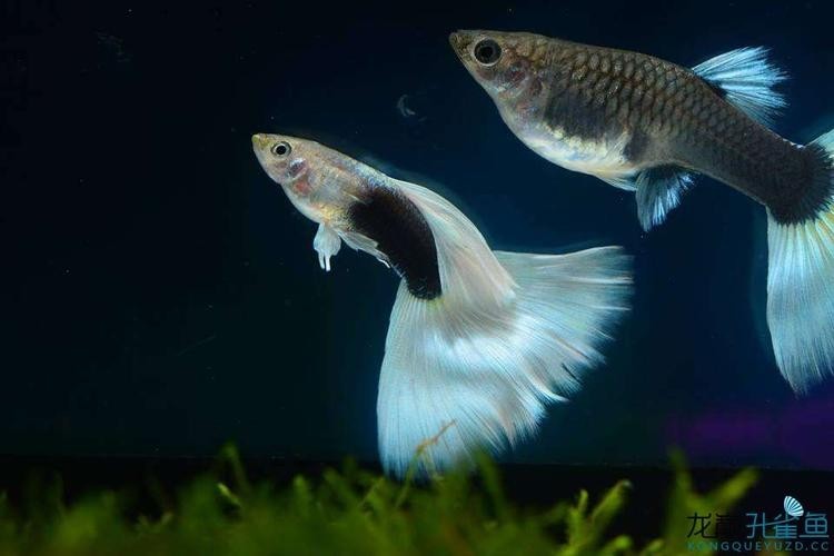 孔雀魚大賽獲獎圖片