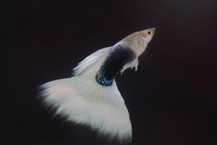 孔雀魚大賽獲獎圖片