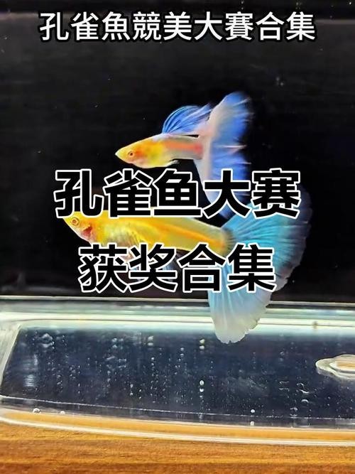 孔雀魚大賽獲獎圖片