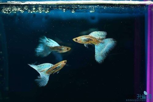 孔雀魚大賽獲獎圖片