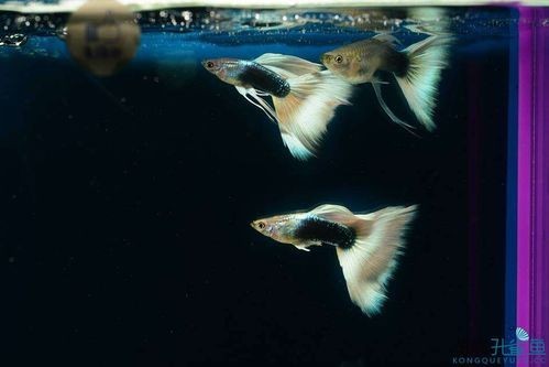 孔雀魚大賽獲獎圖片