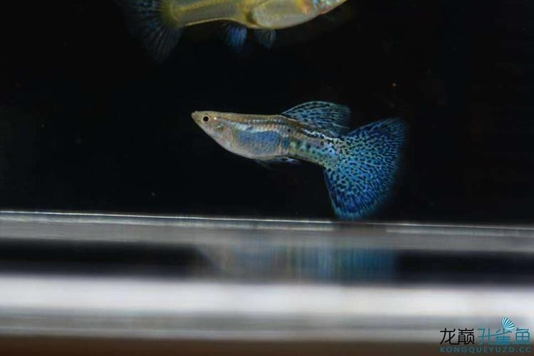 孔雀魚大賽獲獎圖片