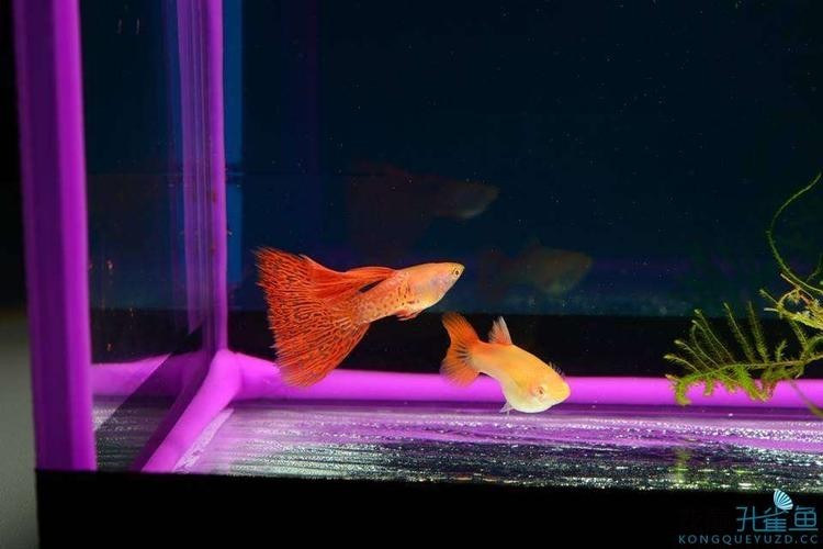 孔雀魚大賽獲獎圖片