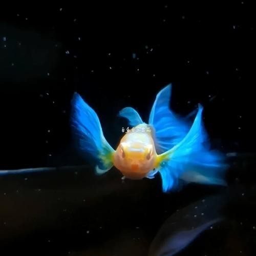 孔雀魚大賽獲獎圖片