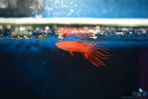 孔雀魚大賽獲獎圖片
