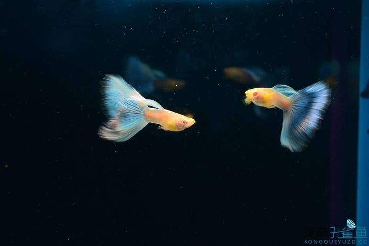 孔雀魚大賽獲獎圖片