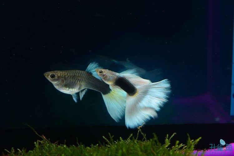 孔雀魚大賽獲獎圖片