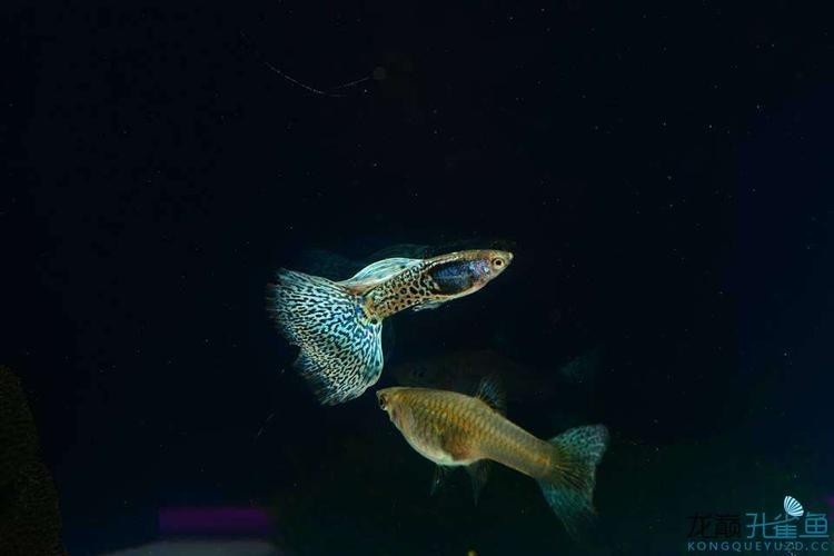 孔雀魚大賽獲獎圖片