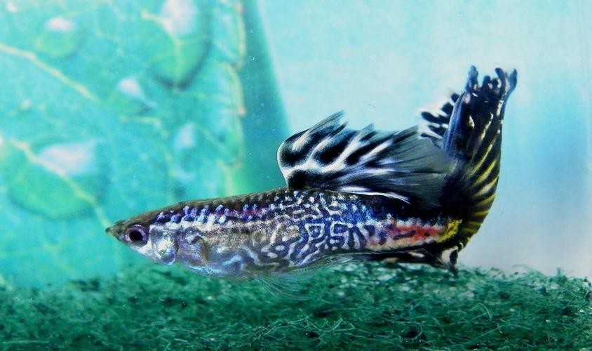 孔雀魚大賽獲獎圖片