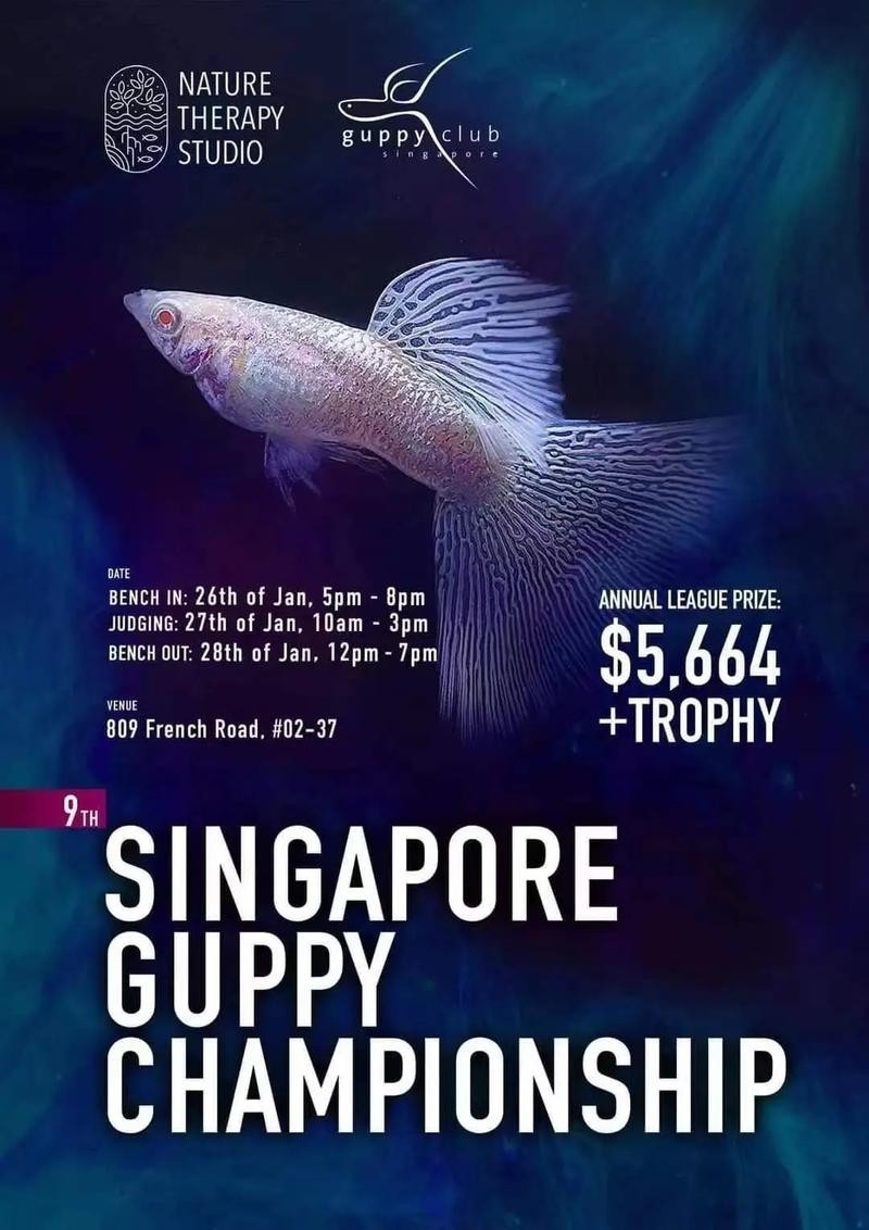 孔雀魚大賽獲獎圖片
