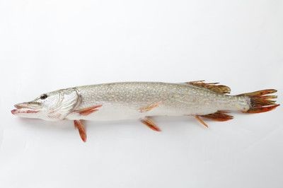 雪龍魚幼魚期營養(yǎng)需求：雪龍魚幼魚期如何補(bǔ)充維生素