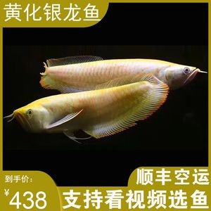 雪龍魚幼魚期營養(yǎng)需求：雪龍魚幼魚期如何補(bǔ)充維生素
