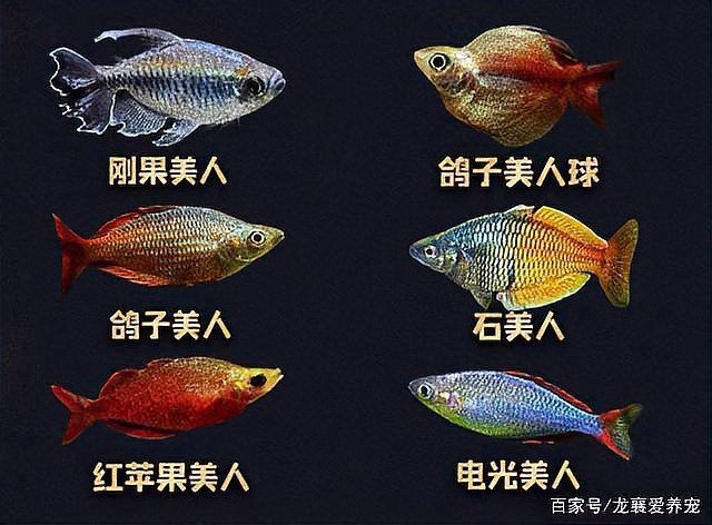 紅尾美人魚能長到多大