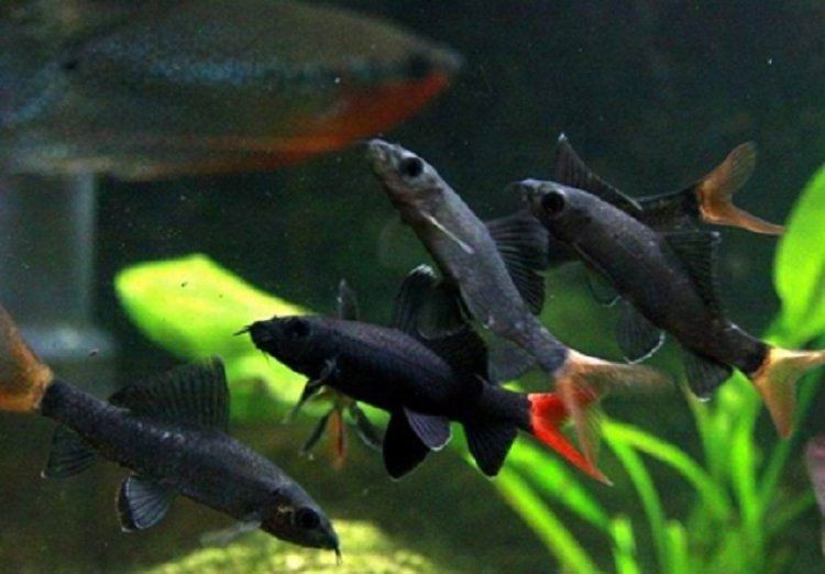 紅尾美人魚能長到多大