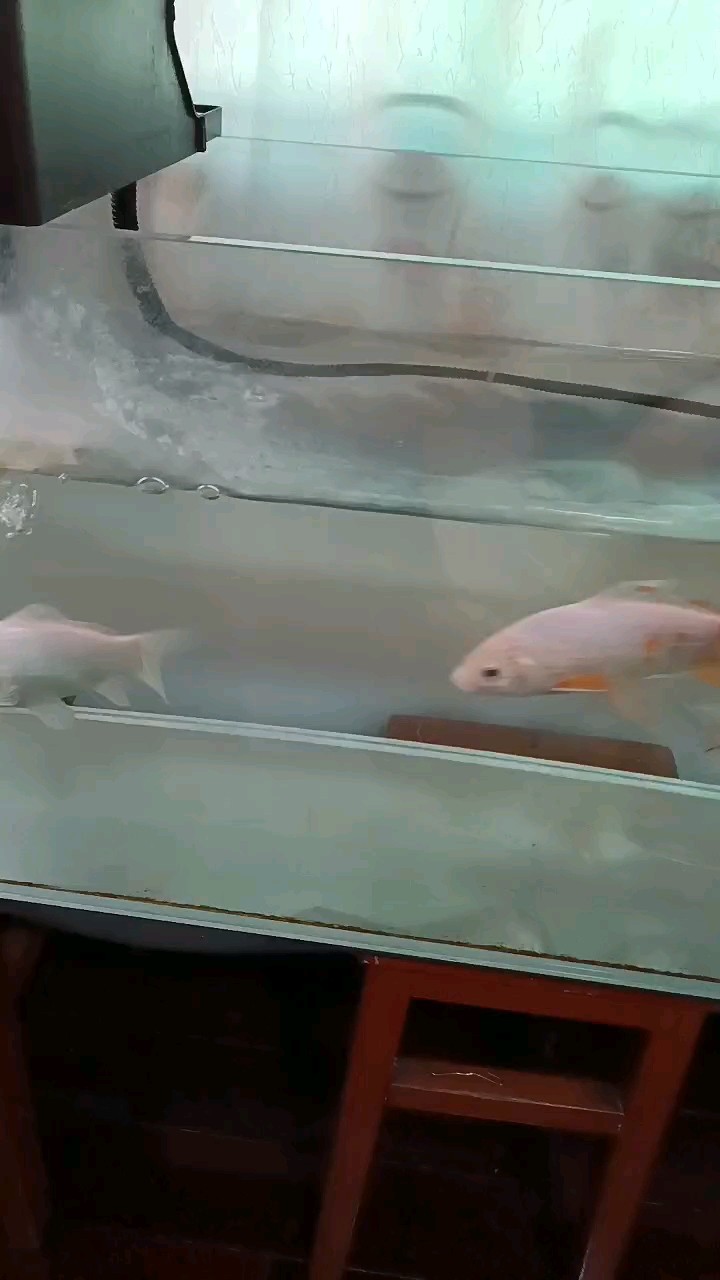 我的魚