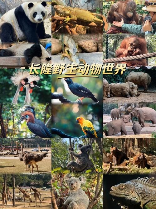 長隆野生動物園開放時間是？