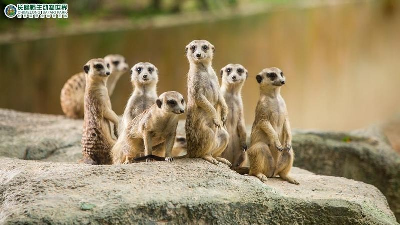 長隆野生動物園開放時間是？